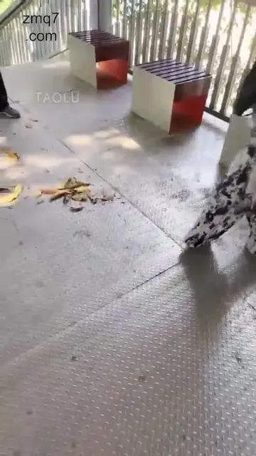 户外玩女奴 扫地大爷旁观
