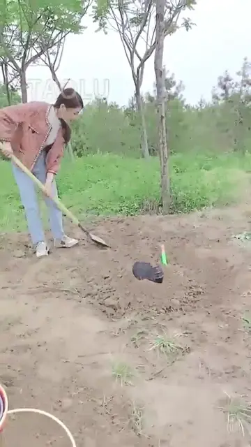 四大金刚之白虎 群调